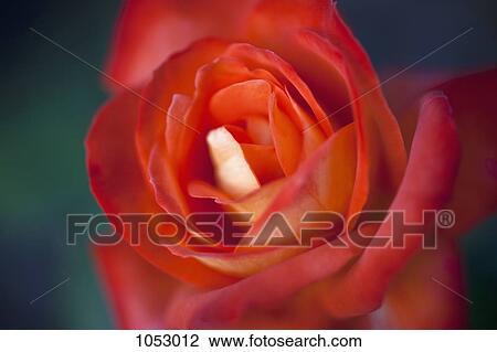A red rose, extreme close up, selective focus View Large Photo Image Stock Image - A red rose, extreme close up, selective focus. Fotosearch