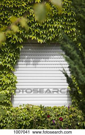 Stock Image - A rolling shutter surrounded by ivy. Fotosearch