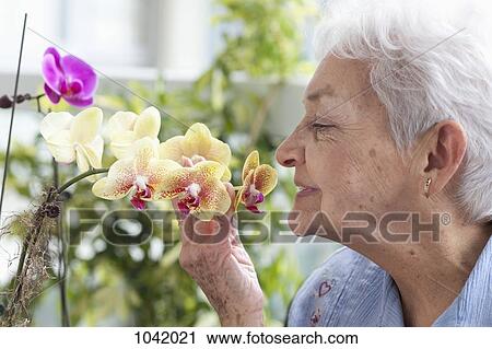 A senior woman smelling orchids View Large Photo Image Stock Image - A senior woman smelling orchids. Fotosearch