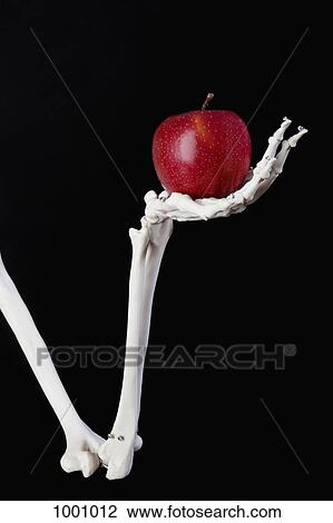 A skeleton arm and hand holding a red apple View Large Photo Image Stock Image - A skeleton arm and hand holding a red apple. Fotosearch
