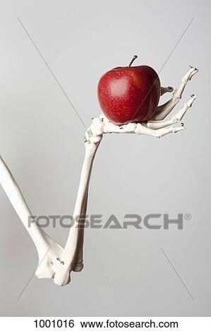 A skeleton arm and hand holding a red apple View Large Photo Image Stock Photograph - A skeleton arm and hand holding a red apple. Fotosearch