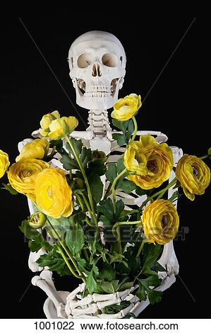 Stock Image - A skeleton holding a bouquet of yellow Ranunculus flowers. Fotosearch