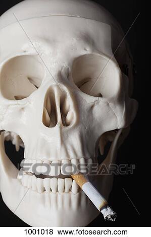 A skeleton smoking a cigarette View Large Photo Image Stock Photo - A skeleton smoking a cigarette. Fotosearch