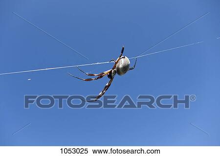 A spider crawling down a spider web thread View Large Photo Image Stock Photography - A spider crawling down a spider web thread. Fotosearch