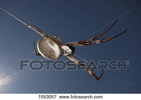 A spider crawling down a web View Large Photo Image Stock Photo - A spider crawling down a web. Fotosearch