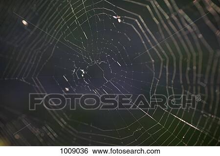 Stock Photograph - A spider web. Fotosearch