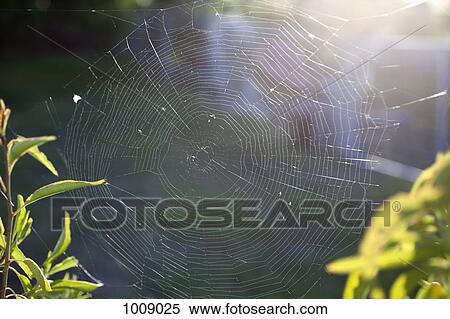 A spider web View Large Photo Image Stock Photography - A spider web. Fotosearch