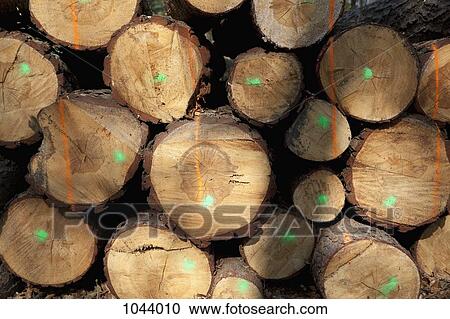 A stack of cut timber View Large Photo Image Stock Image - A stack of cut timber. Fotosearch