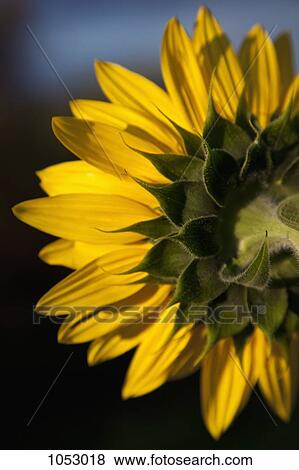 A sunflower close-up, rear view View Large Photo Image Stock Photo - A sunflower close-up, rear view. Fotosearch