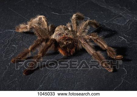 A Tarantula View Large Photo Image Stock Image - A Tarantula. Fotosearch
