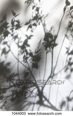 A tree branch silhouetted against a screen View Large Photo Image Stock Image - A tree branch silhouetted against a screen. Fotosearch