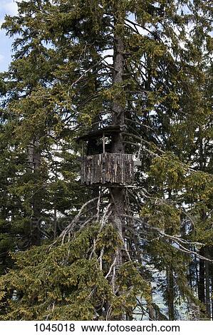 A treehouse in a tree View Large Photo Image Stock Photo - A treehouse in a tree. Fotosearch