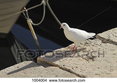 A white pigeon perching on a dock View Large Photo Image Picture - A white pigeon perching on a dock. Fotosearch