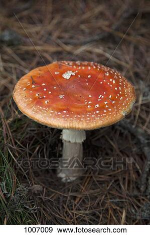 A wild mushroom View Large Photo Image Stock Photo - A wild mushroom. Fotosearch