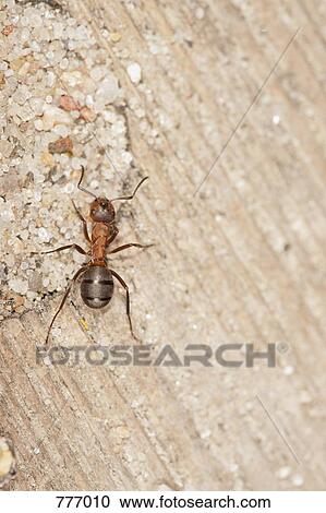 Stock Image - A wood ant (Formica rufa) standing on a piece of driftwood. Fotosearch