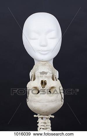 Alive mask on dead skull. View Large Illustration Stock Illustration - Alive mask on dead skull.. Fotosearch