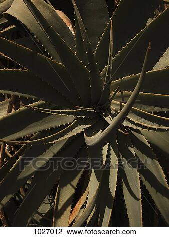 Aloe plant close up View Large Photo Image Stock Image - Aloe plant close up. Fotosearch