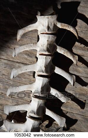 An animal spine laid out on a wood surface, close-up View Large Photo Image Stock Image - An animal spine laid out on a wood surface, close-up. Fotosearch