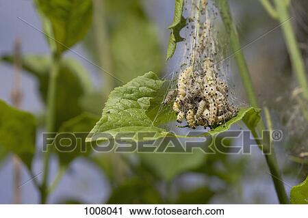 An army of caterpillars eating a leaf View Large Photo Image Stock Image - An army of caterpillars eating a leaf. Fotosearch