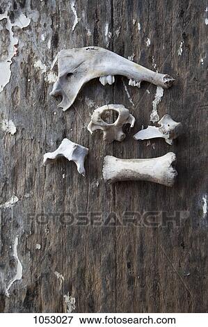 An arrangement of animal bones on a wood surface View Large Photo Image Stock Photo - An arrangement of animal bones on a wood surface. Fotosearch