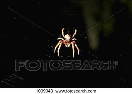 An orb spider in a web at night View Large Photo Image Stock Image - An orb spider in a web at night. Fotosearch