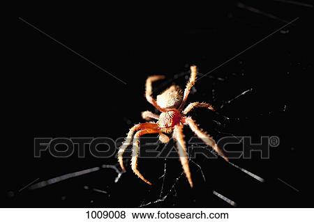 An orb spider in a web at night View Large Photo Image Stock Photo - An orb spider in a web at night. Fotosearch
