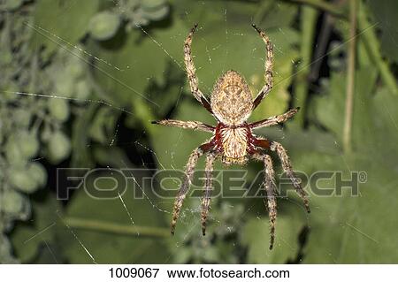 An orb spider in a web View Large Photo Image Stock Photo - An orb spider in a web. Fotosearch
