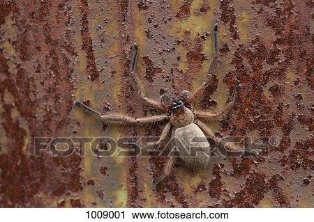 An orb spider on a rusty surface View Large Photo Image Stock Image - An orb spider on a rusty surface. Fotosearch