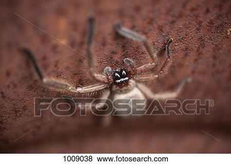 An orb spider on a rusty surface View Large Photo Image Stock Photo - An orb spider on a rusty surface. Fotosearch