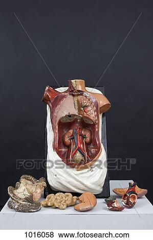 Stock Illustration - Anatomy on the table.. Fotosearch
