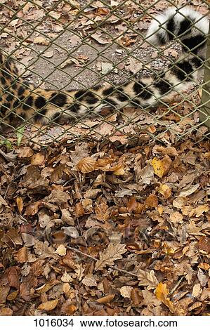 Picture - Autumnal similarities of cat tail and leaves. Fotosearch