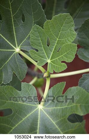 Bud and leaves of a fig tree View Large Photo Image Picture - Bud and leaves of a fig tree. Fotosearch