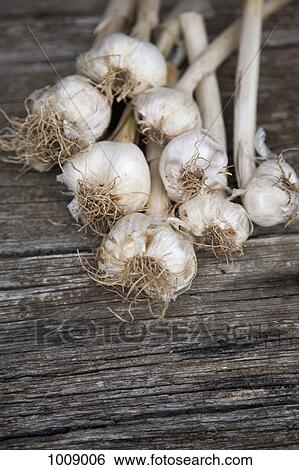 Bulbs of garlic View Large Photo Image Stock Photograph - Bulbs of garlic. Fotosearch