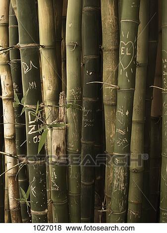 Bunch of bamboo with engraved images and declarations of love View Large Photo Image Stock Photo - Bunch of bamboo with engraved images and declarations of love. Fotosearch