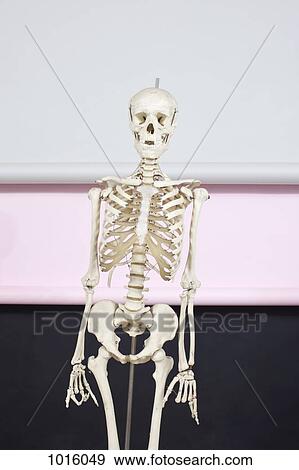 Cheery skeleton View Large Illustration Stock Illustration - Cheery skeleton. Fotosearch