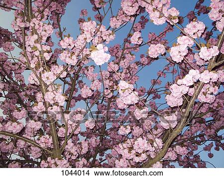 Picture - Cherry blossoms on a cherry tree, low angle view. Fotosearch