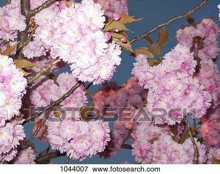 Cherry blossoms on a cherry tree, low angle view, close-up View Large Photo Image Stock Photo - Cherry blossoms on a cherry tree, low angle view, close-up. Fotosearch