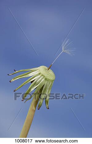 Close-up of a dandelion with a single floret View Large Photo Image Stock Photo - Close-up of a dandelion with a single floret. Fotosearch