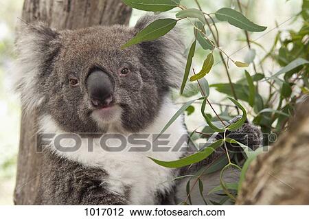 Close-up of a Koala View Large Photo Image Stock Image - Close-up of a Koala. Fotosearch