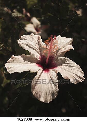 Close up of hibiscus bloom flower View Large Photo Image Stock Photo - Close up of hibiscus bloom flower. Fotosearch