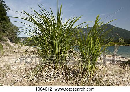 Stock Image - Close up of marram grass on beach with mountain range in background. Fotosearch