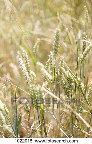 Close-up of wheat in a field View Large Photo Image Stock Photography - Close-up of wheat in a field. Fotosearch