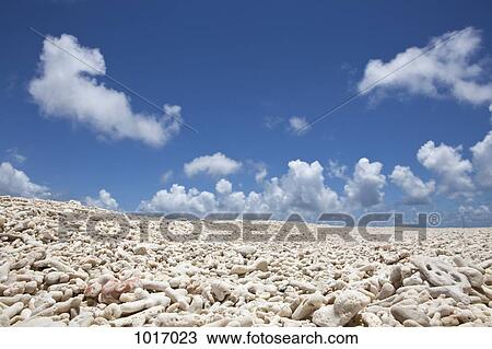 Coral on a beach View Large Photo Image Stock Image - Coral on a beach. Fotosearch