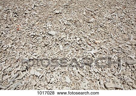 Coral on a beach View Large Photo Image Stock Photo - Coral on a beach. Fotosearch