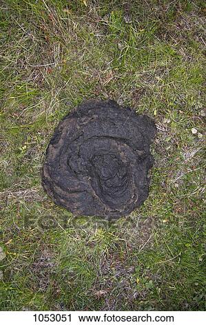 Cow dung on grass View Large Photo Image Stock Image - Cow dung on grass. Fotosearch