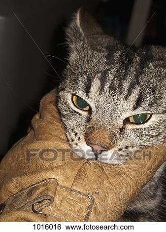 Curiosity killed the cat. View Large Photo Image Stock Photograph - Curiosity killed the cat.. Fotosearch