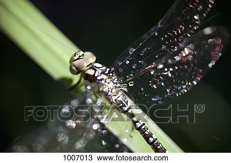 Detail of a dragonfly on a leaf View Large Photo Image Stock Image - Detail of a dragonfly on a leaf. Fotosearch