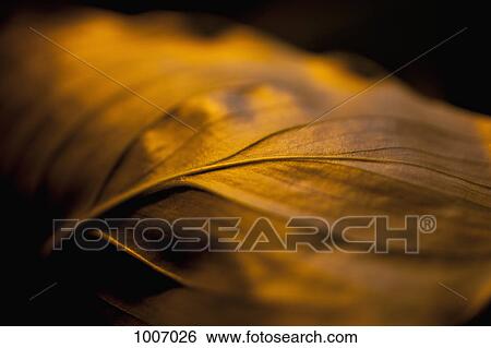 Stock Photograph - Detail of a dried leaf. Fotosearch
