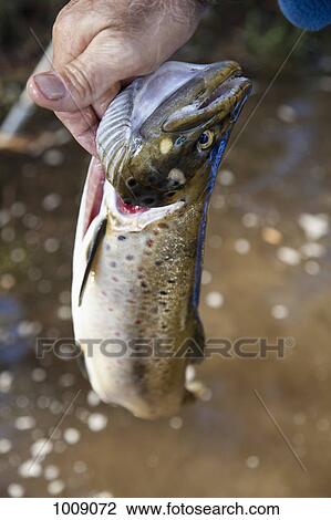 Detail of a man holding a fish View Large Photo Image Stock Image - Detail of a man holding a fish. Fotosearch