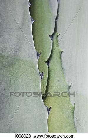 Detail of a succulent plant View Large Photo Image Stock Image - Detail of a succulent plant. Fotosearch